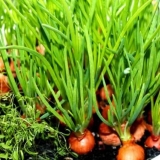 Kada i kako saditi luk na glavi